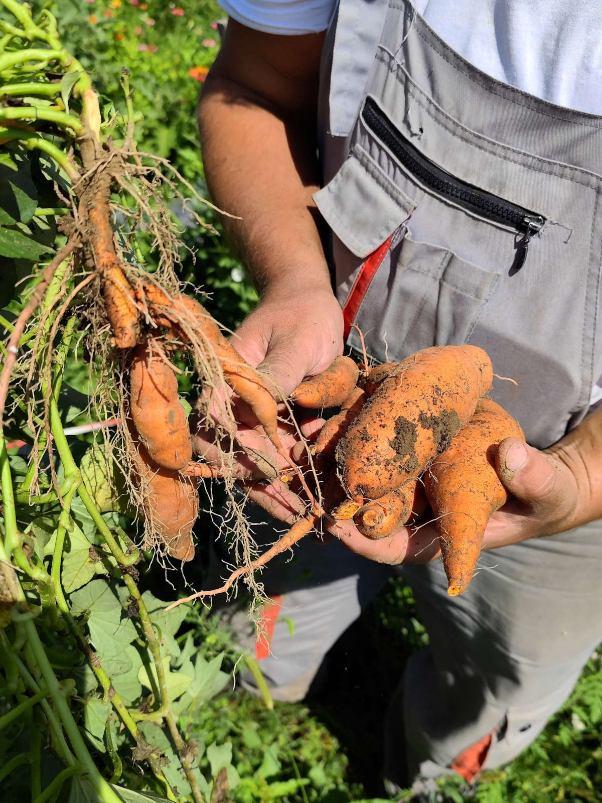 Tomica Mance OPG batat