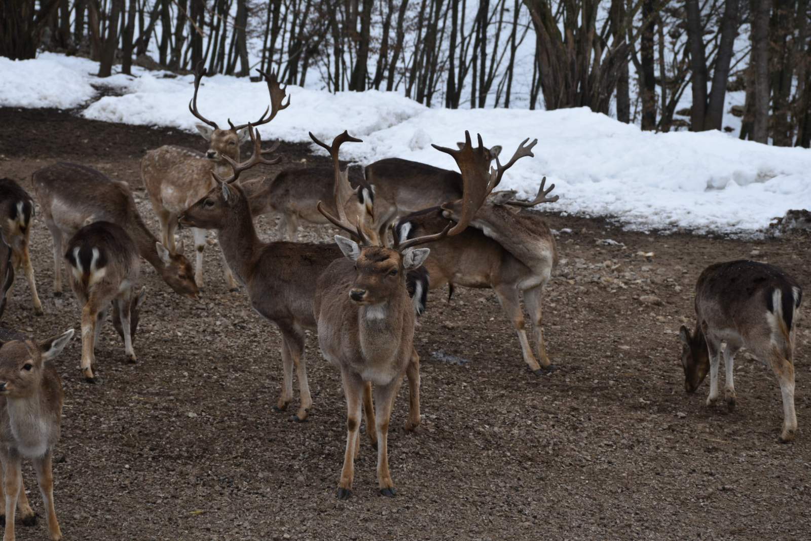 Ministrica Brnjac u Rakovici 1