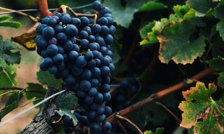 Spriječimo daljnje širenje zlatne žutice i propadanje vinograda